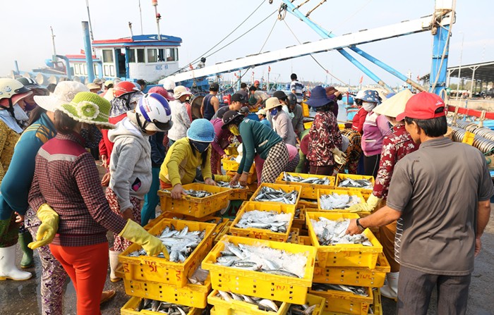 Ngư dân Ninh Thuận với những chuyến biển đầy ắp cá - Ảnh 3.
