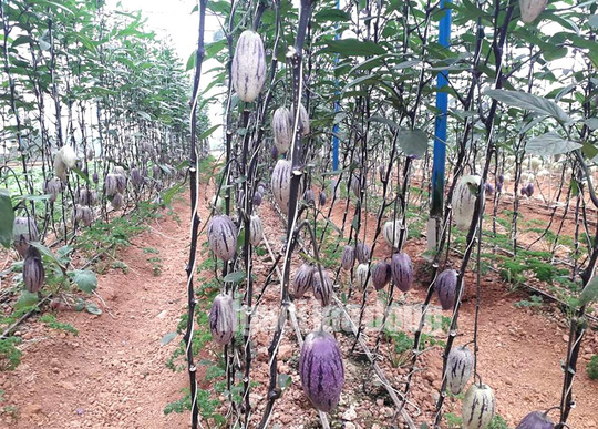 Kỹ sư trẻ trồng thành công dưa pepino tím độc nhất Việt Nam - Ảnh 4.
