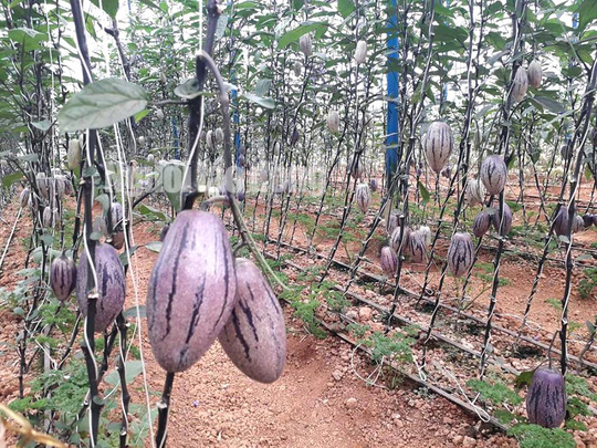 Kỹ sư trẻ trồng thành công dưa pepino tím độc nhất Việt Nam - Ảnh 3.