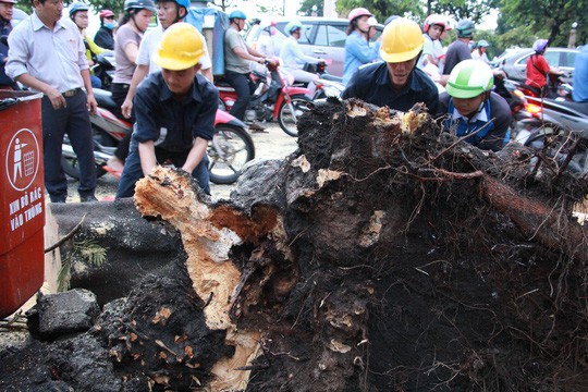 Gió quật ngã cây xanh ở Công trường Mê Linh, đè bị thương 2 người - Ảnh 4.