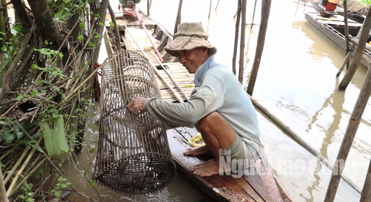 Thức từ 2 giờ sáng đi “săn” sản vật mùa nước nổi - Ảnh 11.