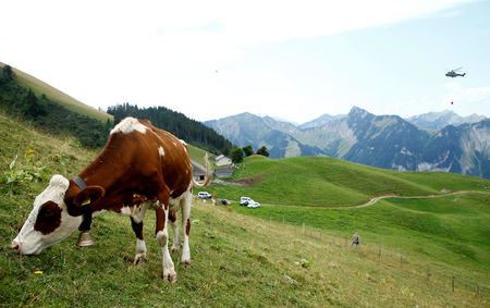Thụy Sĩ điều trực thăng quân sự chuyển nước cho bò uống - Ảnh 1.