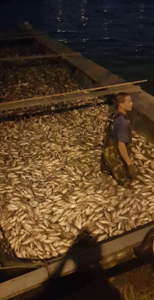 Hàng tấn cá lại chết trắng trên hồ Tây - Ảnh 2.