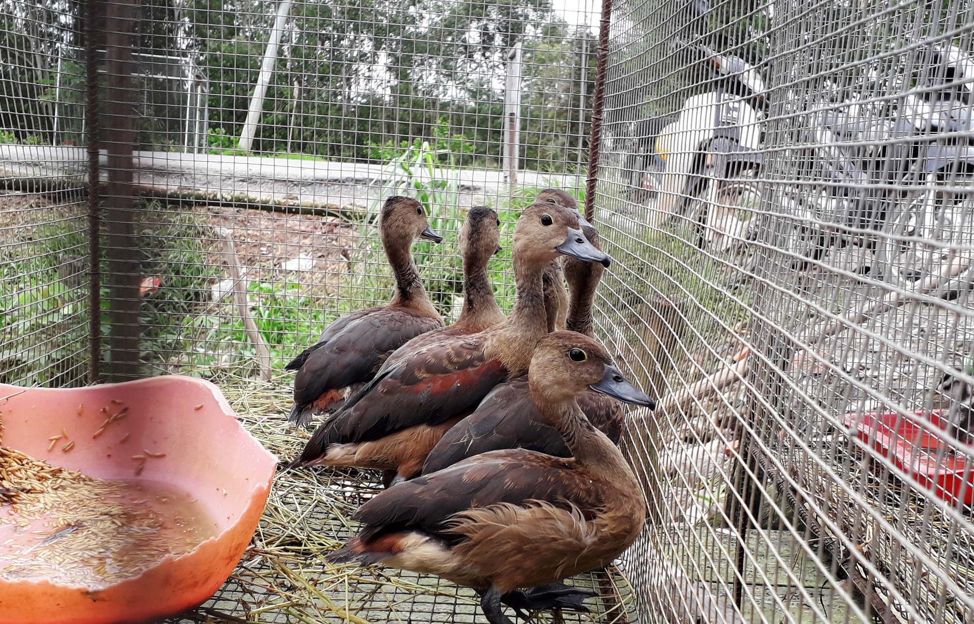 Cận cảnh tàn sát chim trời ở chợ chim lớn nhất Miền Tây - Ảnh 9.