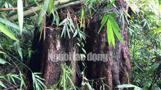 Phó Thủ tướng chỉ đạo điều tra làm rõ vụ phá rừng ở Lâm Đồng - Ảnh 6.