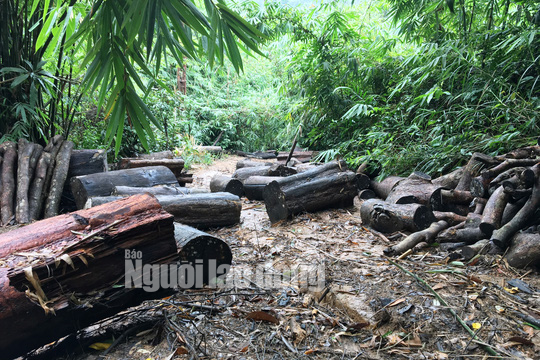 Phó Thủ tướng chỉ đạo điều tra làm rõ vụ phá rừng ở Lâm Đồng - Ảnh 2.