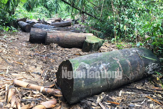 Phó Thủ tướng chỉ đạo điều tra làm rõ vụ phá rừng ở Lâm Đồng - Ảnh 4.