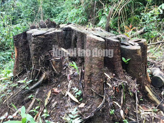 Phó Thủ tướng chỉ đạo điều tra làm rõ vụ phá rừng ở Lâm Đồng - Ảnh 5.