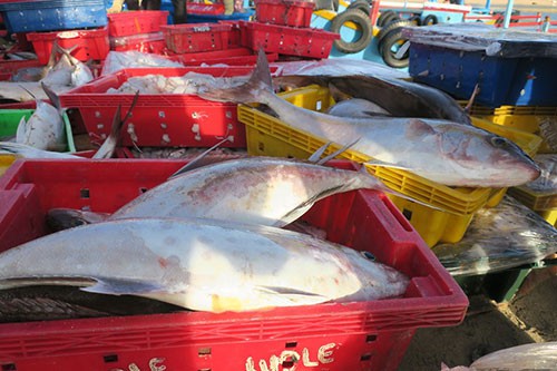 Sướng mắt với chợ cá tươi roi rói vào buổi sớm mai ở Bãi Phủ - Ảnh 6.
