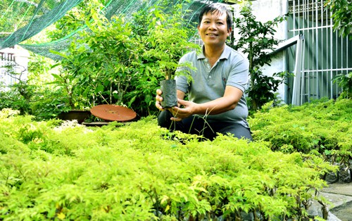 Lãi trăm triệu đồng nhờ trồng cây đinh lăng trong vườn nhà - Ảnh 1.