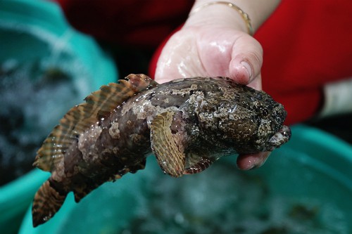Cá mao ếch - đặc sản nhiều người không dám thử ở Cần Giờ - Ảnh 1.