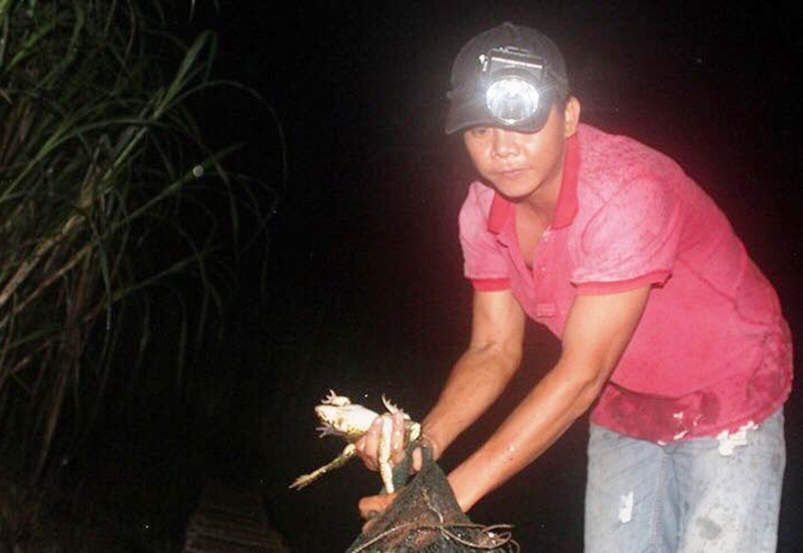 Săn ếch trên rừng, thấy nhiều cũng không dám bắt thêm - Ảnh 1. Săn ếch trên rừng, thấy nhiều cũng không dám bắt thêm - Ảnh 1.