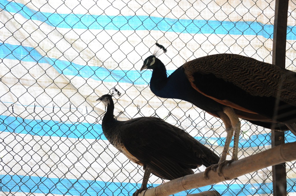 “Đột nhập” trang trại nuôi chim công lớn nhất miền Tây - Ảnh 6.