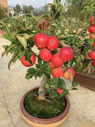 “Săn” táo bonsai trồng trong chậu cảnh chơi Tết - Ảnh 1.