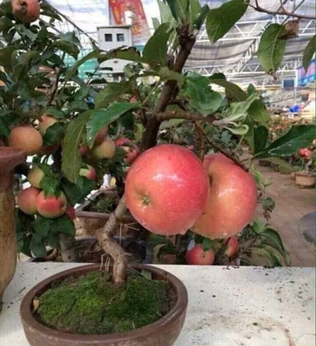 “Săn” táo bonsai trồng trong chậu cảnh chơi Tết - Ảnh 2.