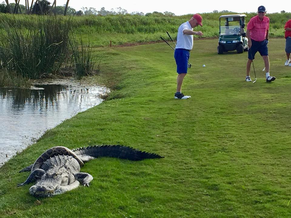 Cận cảnh cá sấu và trăn quấn quýt trên sân golf - Ảnh 2.
