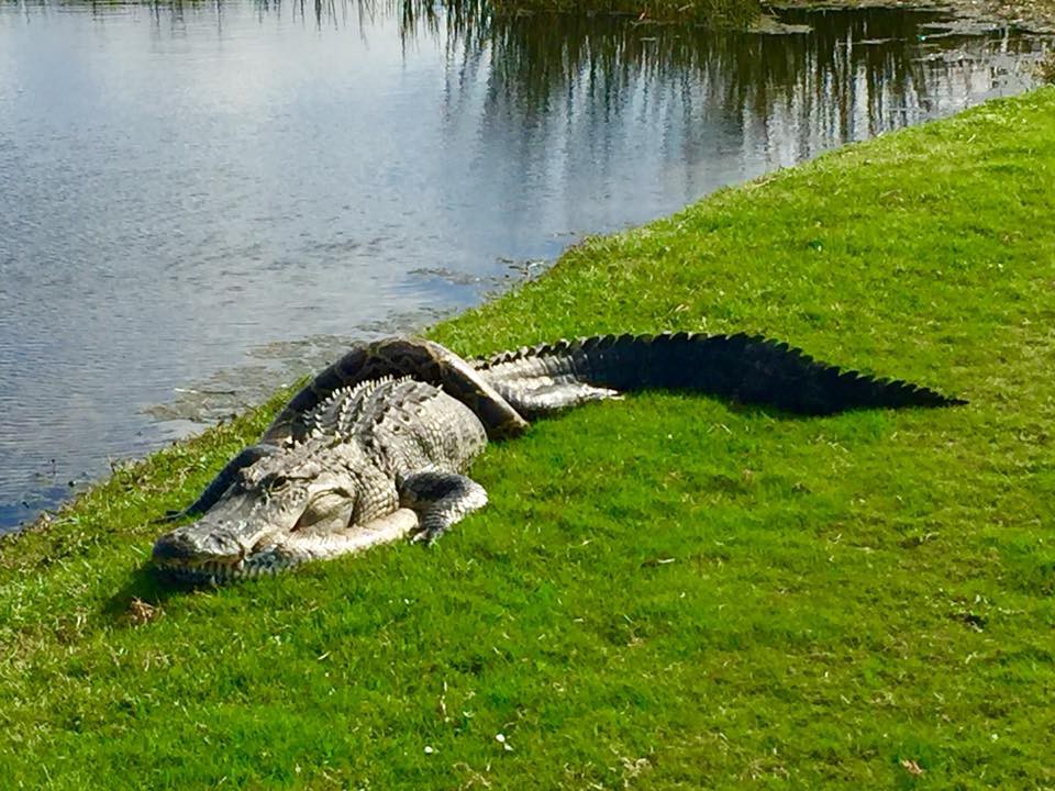 Cận cảnh cá sấu và trăn quấn quýt trên sân golf - Ảnh 3.