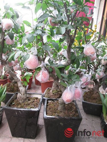 “Săn” táo bonsai trồng trong chậu cảnh chơi Tết - Ảnh 12.