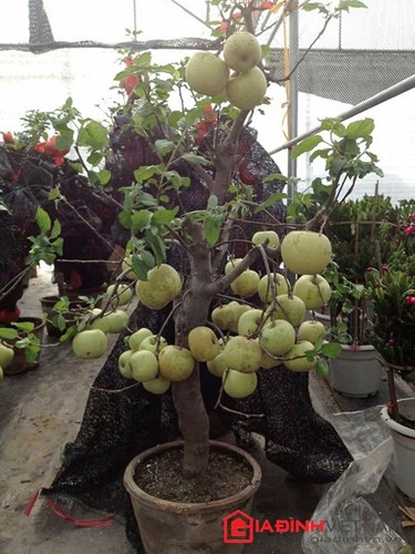 “Săn” táo bonsai trồng trong chậu cảnh chơi Tết - Ảnh 15.