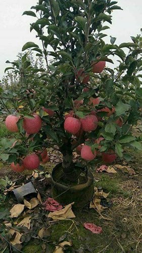 “Săn” táo bonsai trồng trong chậu cảnh chơi Tết - Ảnh 3.
