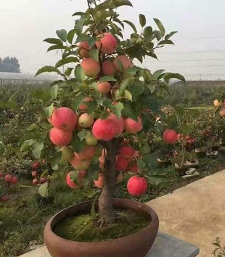 “Săn” táo bonsai trồng trong chậu cảnh chơi Tết - Ảnh 4.