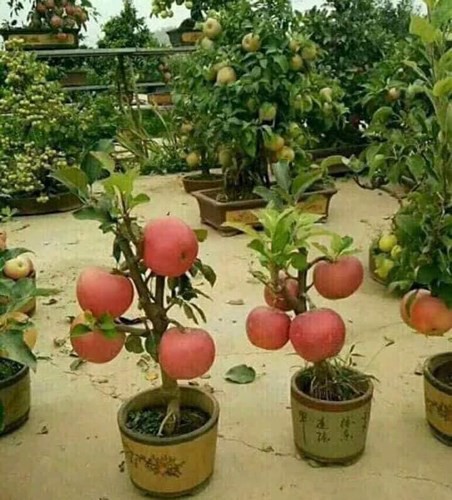 “Săn” táo bonsai trồng trong chậu cảnh chơi Tết - Ảnh 6.