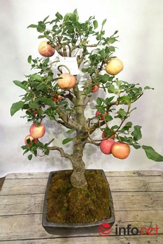 “Săn” táo bonsai trồng trong chậu cảnh chơi Tết - Ảnh 8.