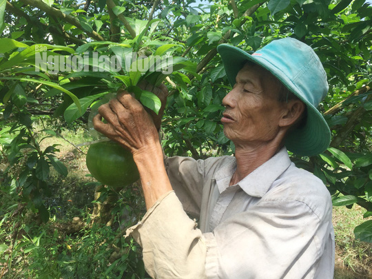 73 tuổi, cụ ông vẫn quán xuyến vườn đào tiên khủng tạo hình hồ lô  - Ảnh 3.