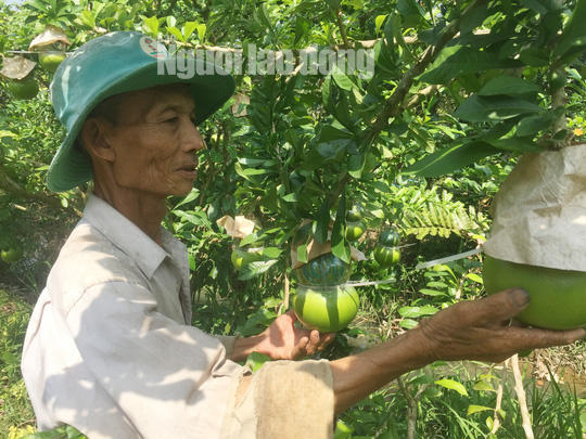 73 tuổi, cụ ông vẫn quán xuyến vườn đào tiên khủng tạo hình hồ lô  - Ảnh 5.