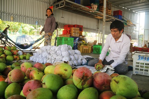 Săn xoài Úc khổng lồ ở Cam Lâm dịp Tết - Ảnh 1.