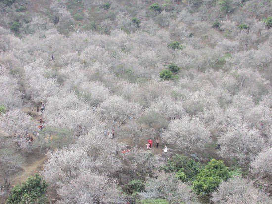 Cao nguyên Mộc Châu chìm đắm trong màu trắng hoa mơ  - Ảnh 4.