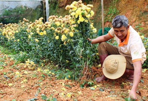 Phập phù hoa kiểng Tết: Thủ phủ hoa điêu đứng - Ảnh 2.