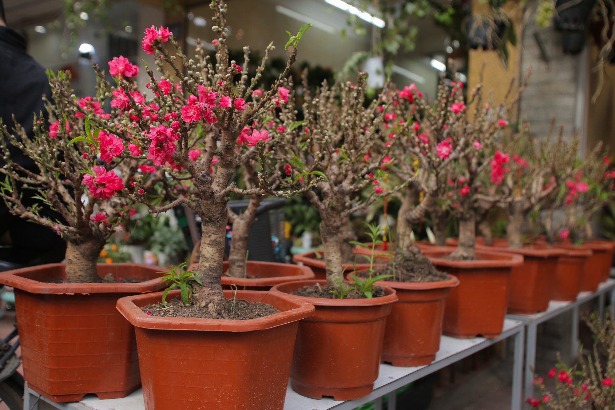 Đào mini Trung Quốc giá tiền triệu tràn ngập chợ hoa - Ảnh 6.