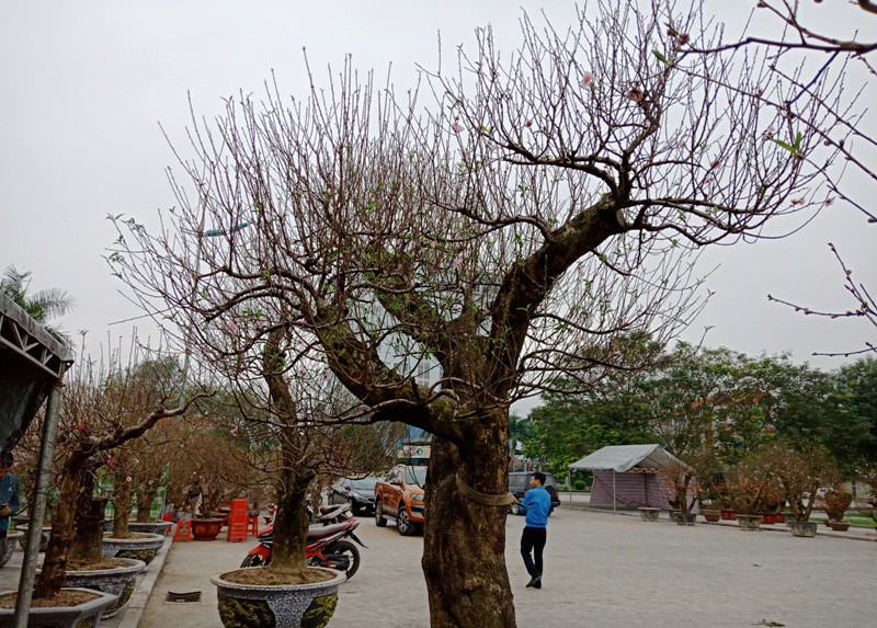 Đào cổ thụ từ Hải Phòng vào chợ Tết Thanh Hóa được “hét” giá 100 triệu đồng - Ảnh 1.