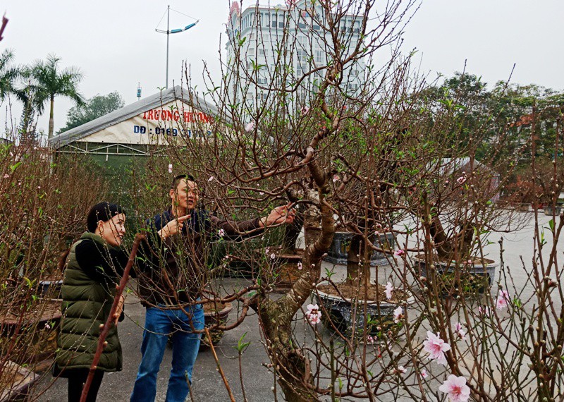 Đào cổ thụ từ Hải Phòng vào chợ Tết Thanh Hóa được “hét” giá 100 triệu đồng - Ảnh 11.