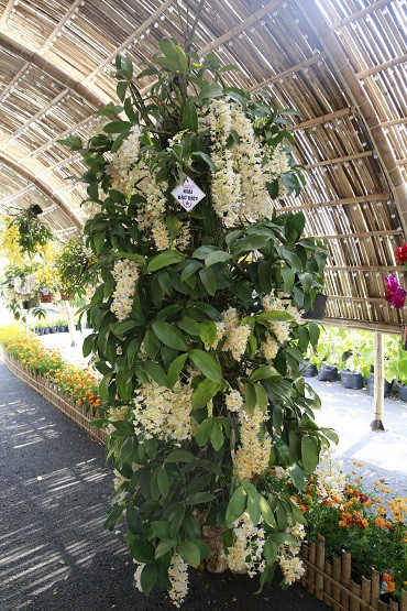 Cuộc thi Hoa Cảnh - Tôn vinh nét đẹp đặc sắc của các loài hoa kiểng Việt Nam - Ảnh 2.