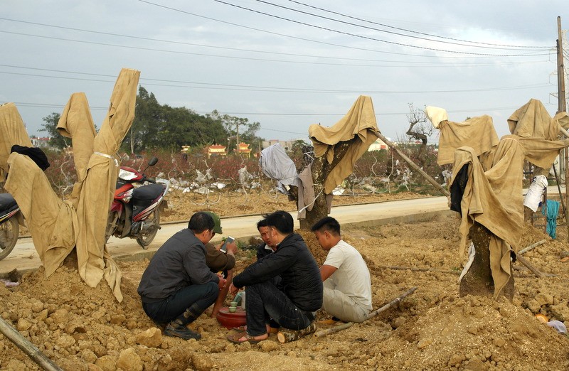 Đến làng đào khủng nghe kể chuyện người làm giàu, kẻ trắng tay - Ảnh 8.