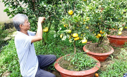 Lai Vung khan hiếm quýt hồng chưng Tết - Ảnh 1.