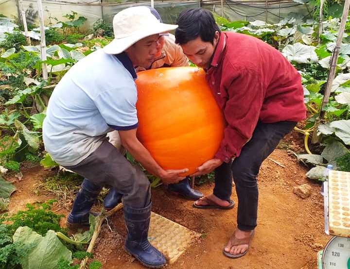 Ngắm bí ngô khổng lồ ở Đà Lạt sẵn sàng cho lễ Halloween - Ảnh 5.