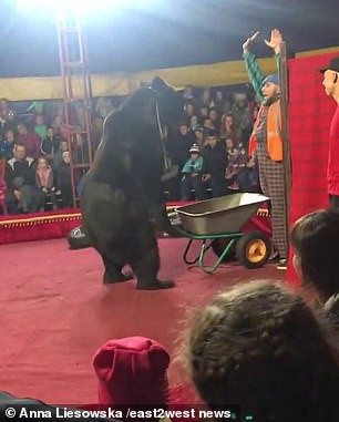 Gấu tấn công nghệ sĩ xiếc trên sân khấu không rào chắn - Ảnh 2.