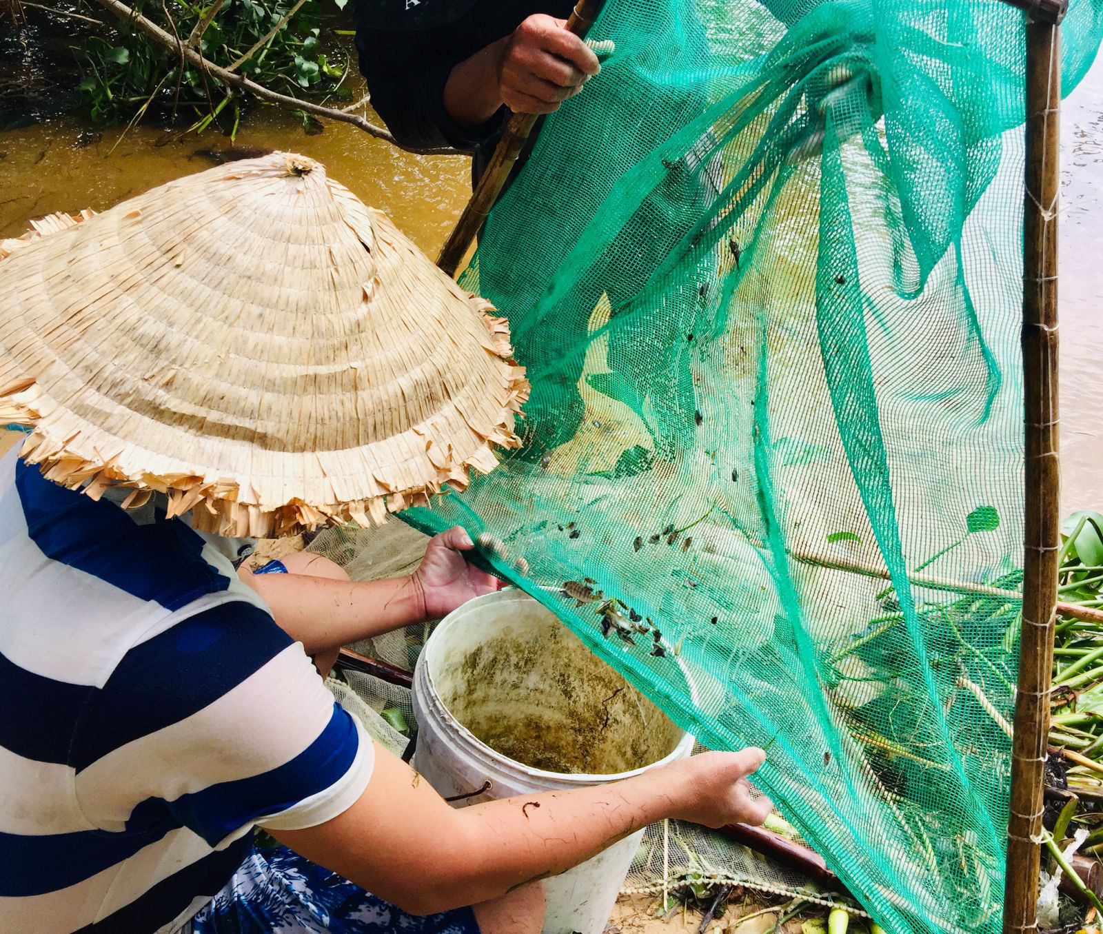 Hàng đàn cá nâu, cá hồng bé đang bơi đầy cửa biển Thuận An - Ảnh 1.