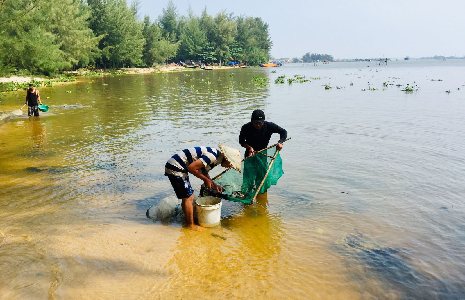 Hàng đàn cá nâu, cá hồng bé đang bơi đầy cửa biển Thuận An - Ảnh 3.