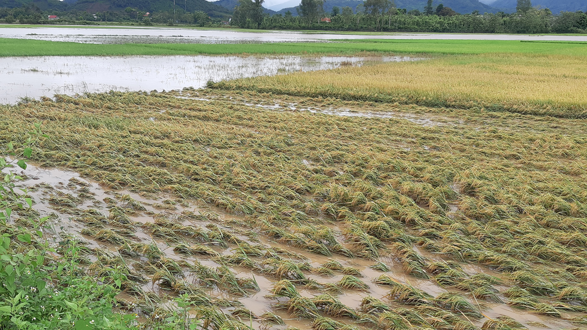 Đắk Lắk: Hàng trăm nhà dân chìm trong nước lũ - Ảnh 9.