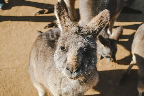 5 điểm đến để ngắm kangaroo - Ảnh 1.