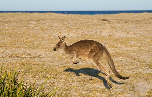 5 điểm đến để ngắm kangaroo - Ảnh 2.