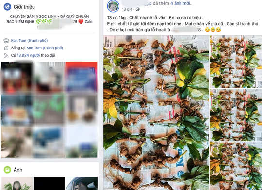 Quốc bảo Sâm Ngọc Linh thành hàng chợ, bán đầy trên mạng xã hội  - Ảnh 1.