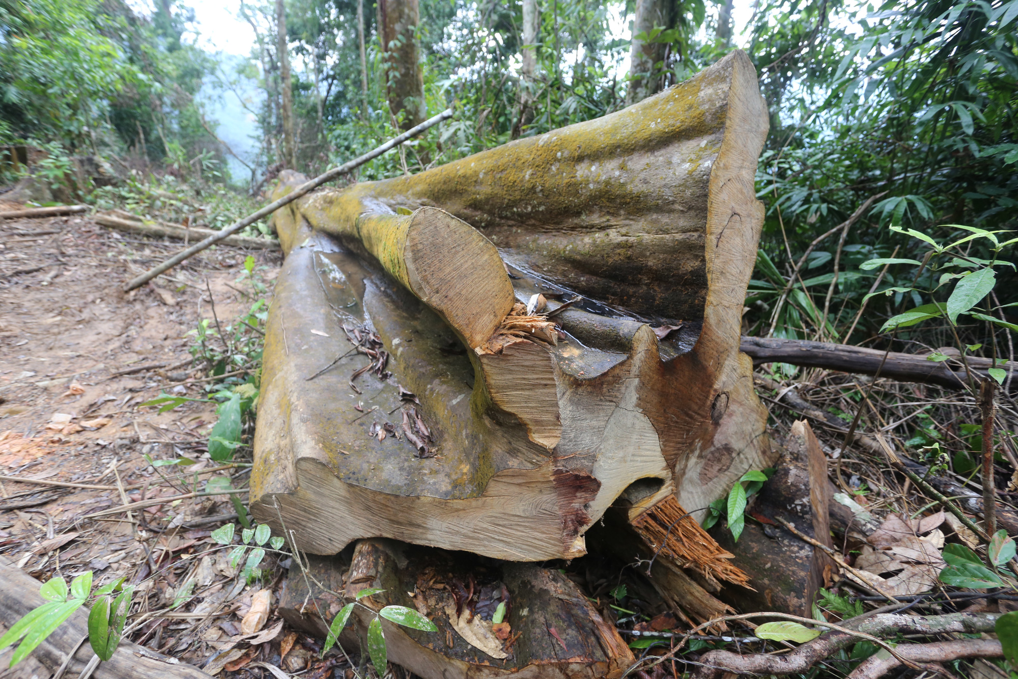 Rừng Quảng Nam tiếp tục bị tàn phá tan hoang - Ảnh 5.