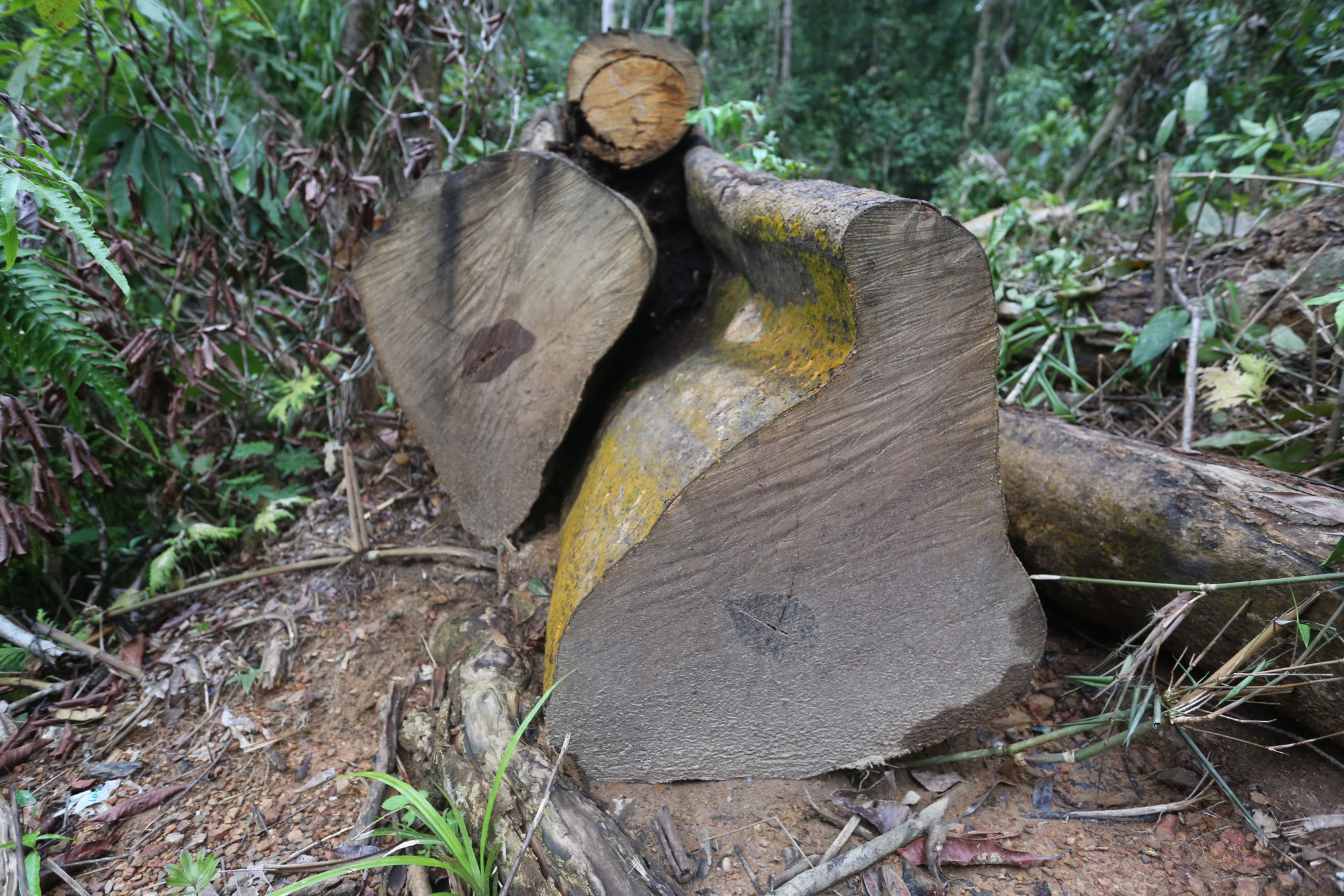 Rừng Quảng Nam tiếp tục bị tàn phá tan hoang - Ảnh 7.