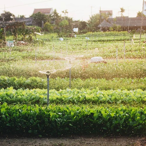 Món tam hữu và những món cuốn hấp dẫn không thể chối từ - Ảnh 3.