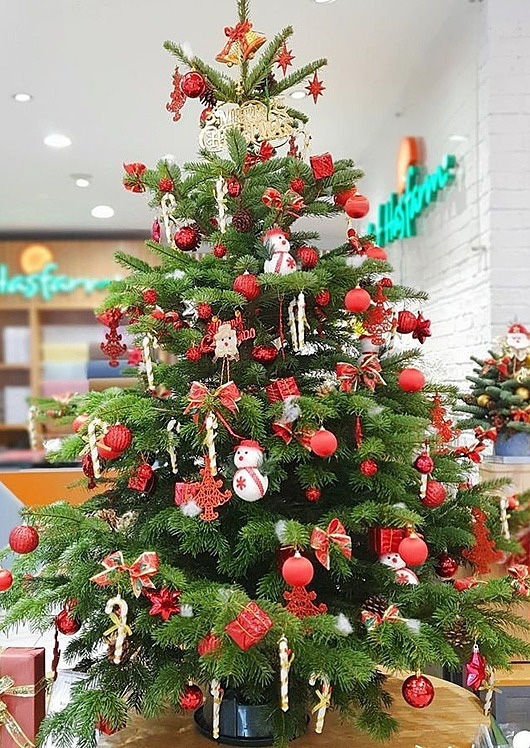 Cây thông thật giá tiền triệu đắt khách mùa Noel - Ảnh 1.